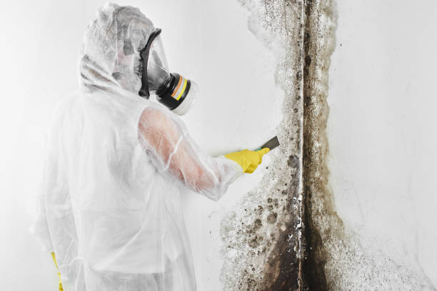 Best HVAC Mold Remediation in Harmony, RI