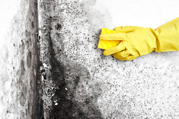 Best Industrial Mold Remediation in Harmony, RI