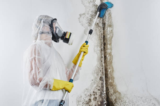 Best Preventive Mold Services in Harmony, RI