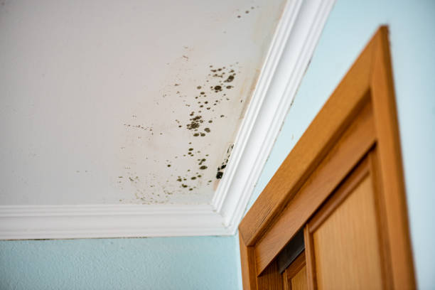 Best Health and Safety Mold Remediation in Harmony, RI