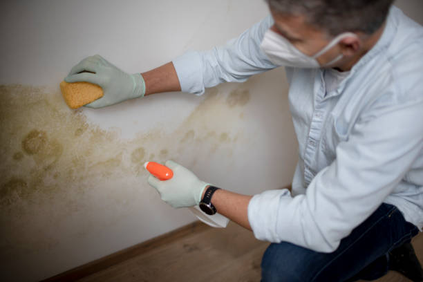 Best Emergency Mold Remediation in Harmony, RI