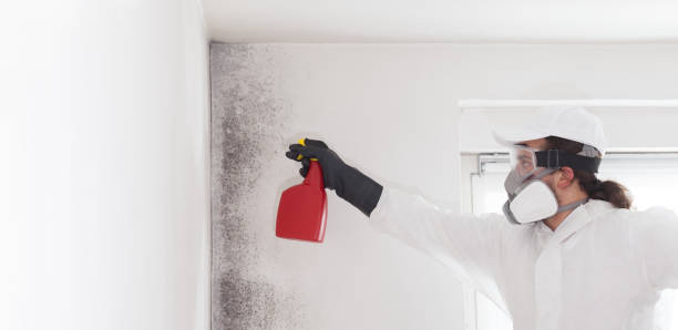 Best Localized Mold Remediation (e.g., coastal areas, humid climates) in Harmony, RI