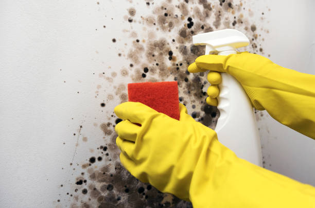 Best Kitchen Mold Remediation in Harmony, RI