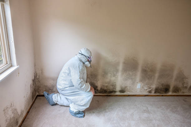 Best Residential Mold Remediation in Harmony, RI