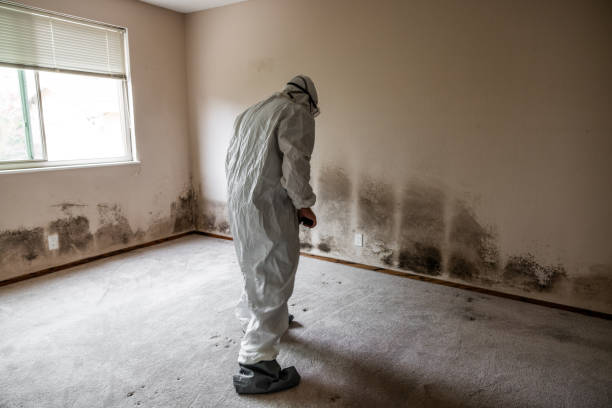 Best Attic Mold Remediation in Harmony, RI