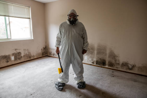 Best Black Mold Remediation in Harmony, RI
