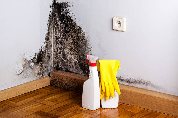 Best Health and Safety Mold Remediation in Harmony, RI
