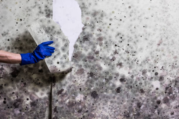 Best Kitchen Mold Remediation in Harmony, RI