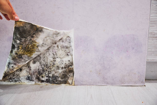 Best Emergency Mold Remediation in Harmony, RI